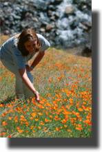 Springtime Poppies